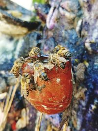 Close-up of insect on rock