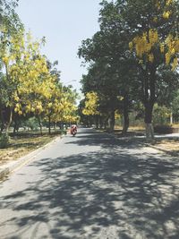 Road amidst trees