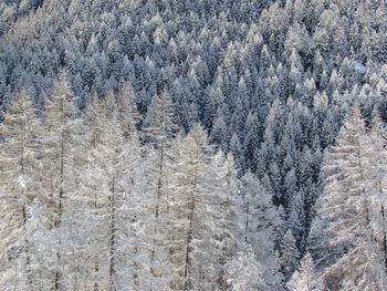 Full frame shot of pine trees