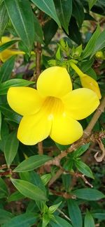 Close-up of yellow flowering plant