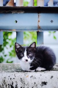 Portrait of cat on retaining wall