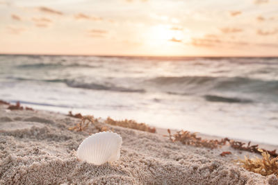 Shell on sand at beach against sky during sunset