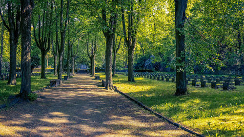 Footpath amidst trees in park