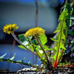 Close up of yellow flowers