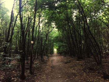 Footpath passing through forest