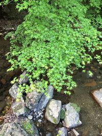 Plants growing on tree trunk