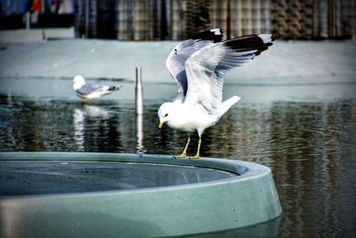 Seagull with spread wings perching on fountain