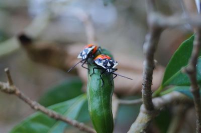 Close-up of insect on leaf