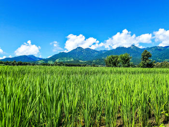 Scenic view of agricultural field against sky