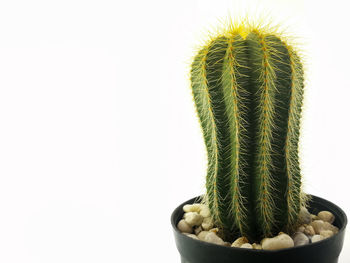 Close-up of cactus plant against white background