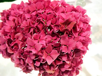 Close-up of pink flowers