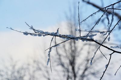 Close-up of snow on bare tree against sky