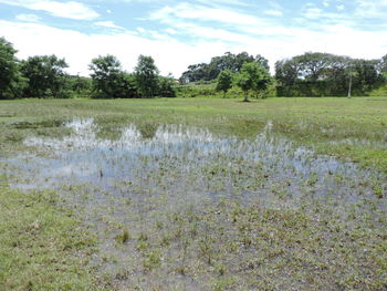 Scenic view of field against sky