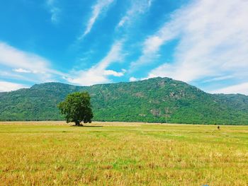 Scenic view of field against sky