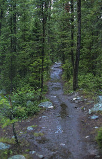 Stream flowing amidst trees in forest