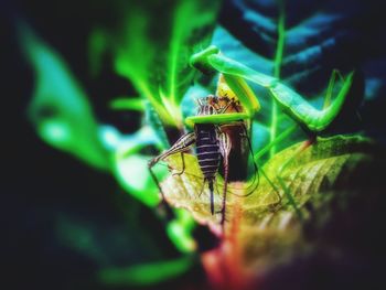 Close-up of insect on leaf