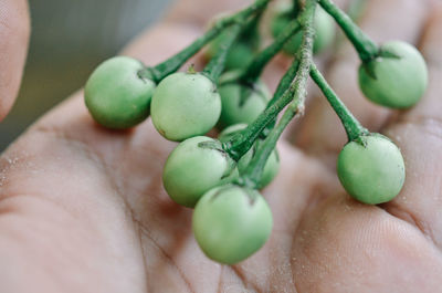 Cropped hand of person holding grapes