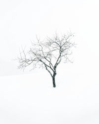 Bare tree on landscape against clear sky