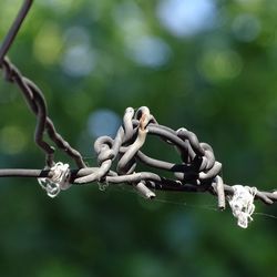 Close-up of chain on barbed wire fence