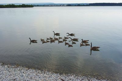 Birds flying over lake