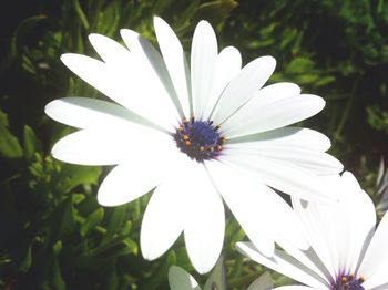 Close-up of pink flower blooming outdoors