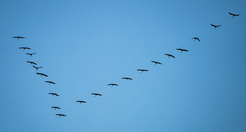 Low angle view of birds flying against clear blue sky