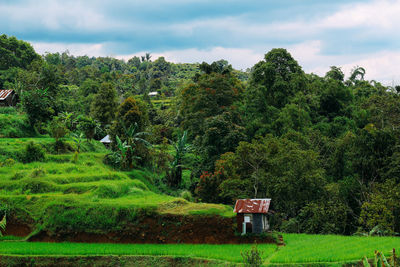 Scenic view of trees on field against sky