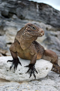 Close-up of lizard on rock