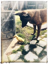Side view of dog looking at camera