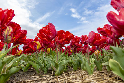 Close-up of red flowering plants on field against sky