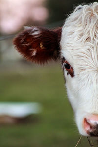 Close-up of a cow