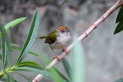 Close-up of bird perching on plant