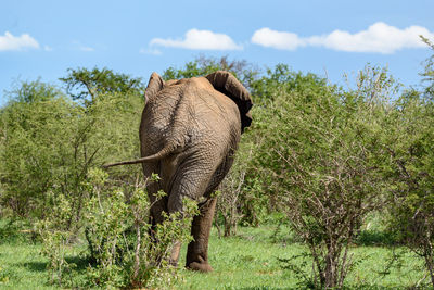 View of elephant on field against sky