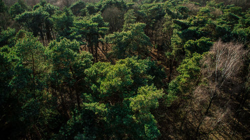 Pine trees in forest