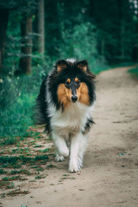 Portrait of dog running on land