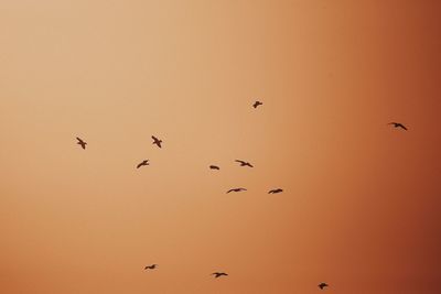 Low angle view of birds flying in the sky