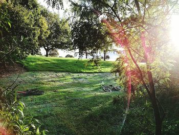 Trees on field in forest