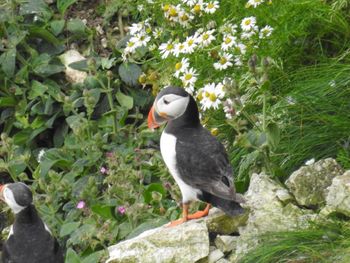 Close-up of bird perching on rock