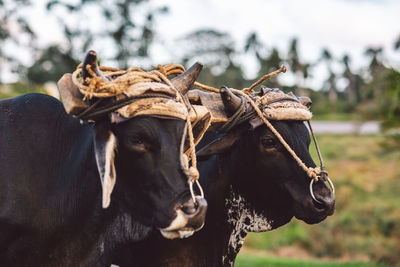 Close-up of cow on field