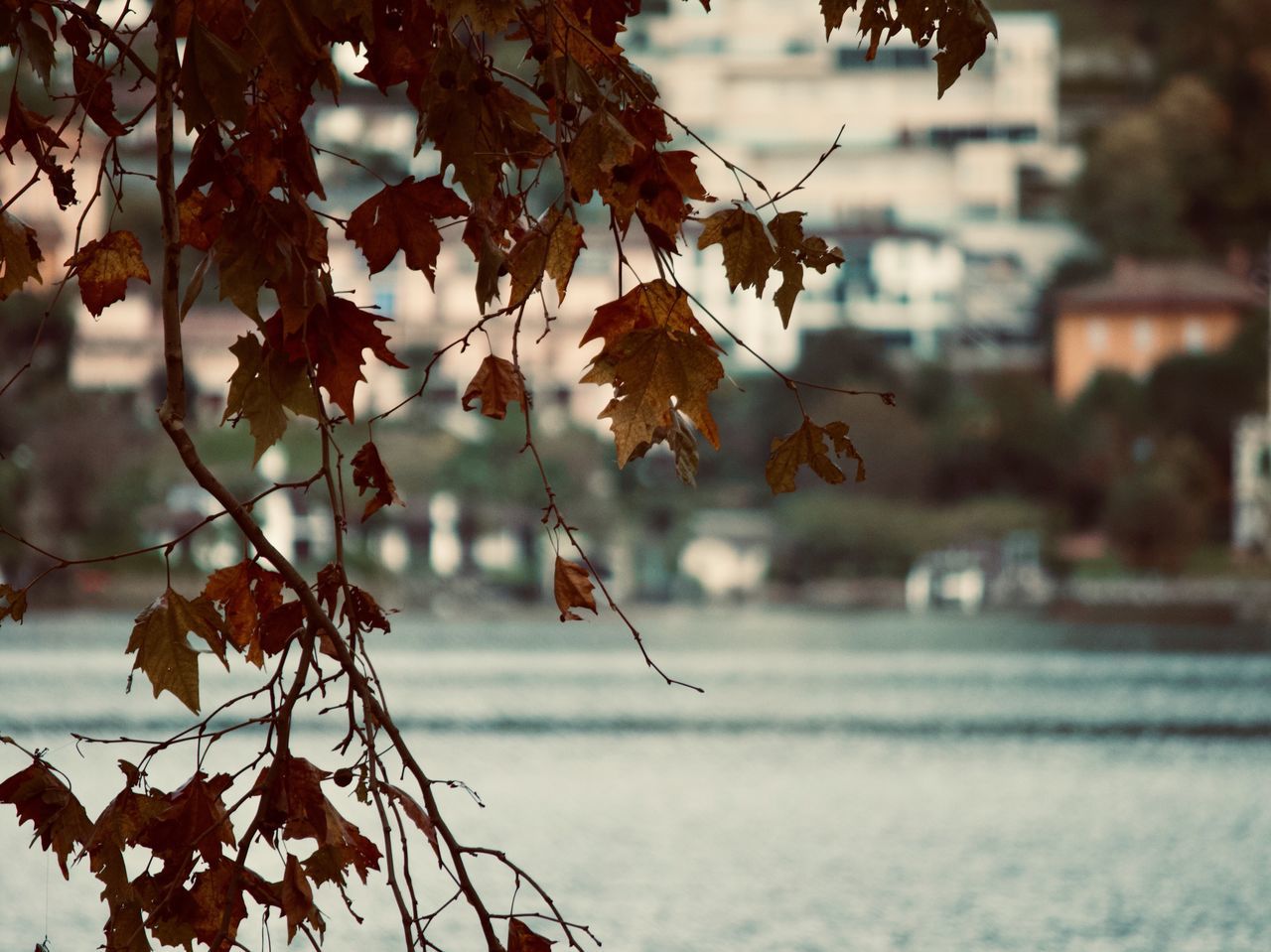 CLOSE-UP OF AUTUMN LEAVES AGAINST TREES