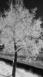 Close-up of tree against sea