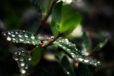 Close-up of water drops on leaf