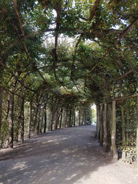 Empty road amidst trees in forest