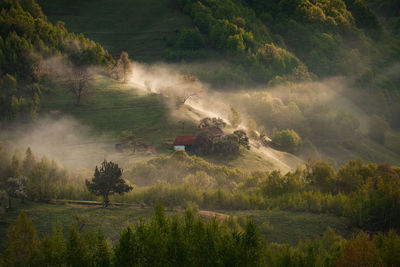 Scenic view of trees on field in forest