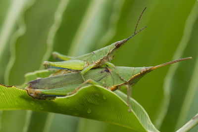 Grasshopper matting on plant