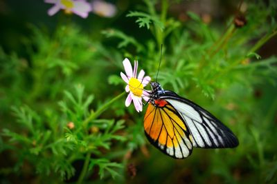 Close-up of butterfly pollinating on flower