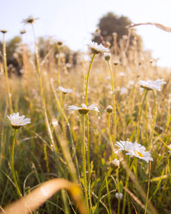 Close-up of flowers blooming on field