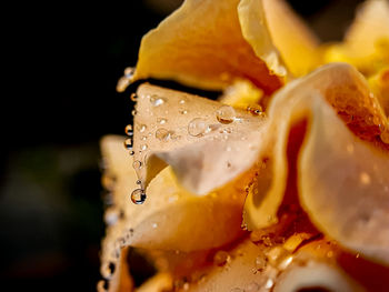 Close-up of a flower with water-droplets. 