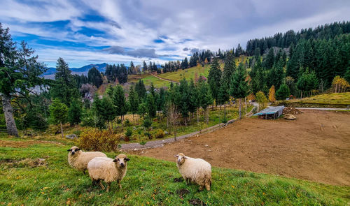 Sheep grazing on field