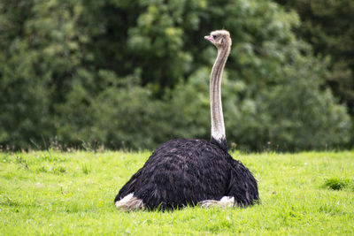 Ostrich on grassy field